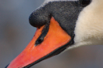 MMMCreamPie Plez's Profile Picture