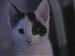 Lionessstar121's Profile Picture