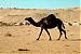 DESERT FOX's Profile Picture