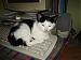 I'm_Cat's Profile Picture